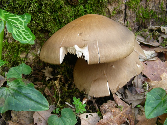 972 Marzo vecchio ritrovamento